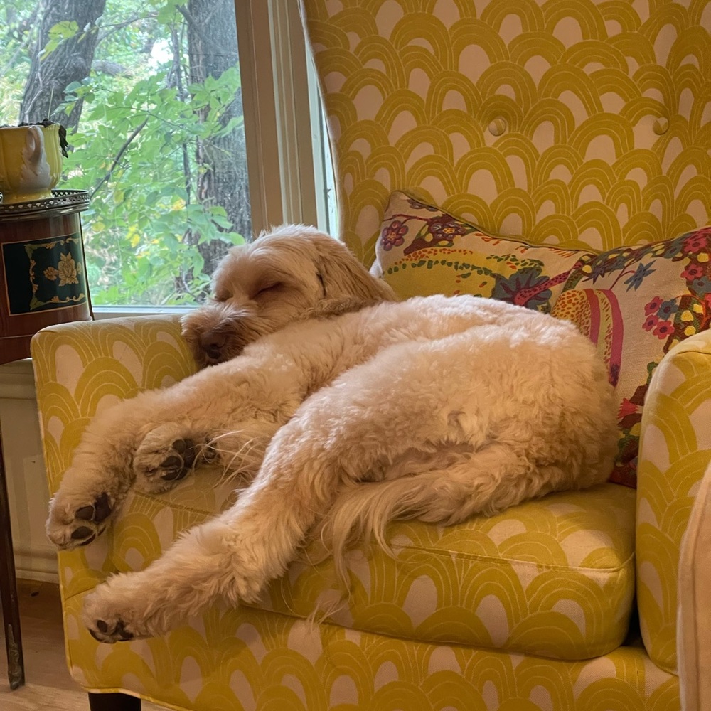 Meet your Posher, Lucas